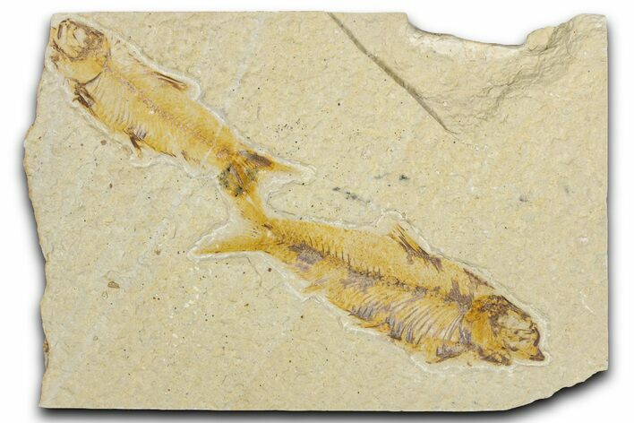 Limestone with Two Fossil Fish (Knightia) - Wyoming #354031